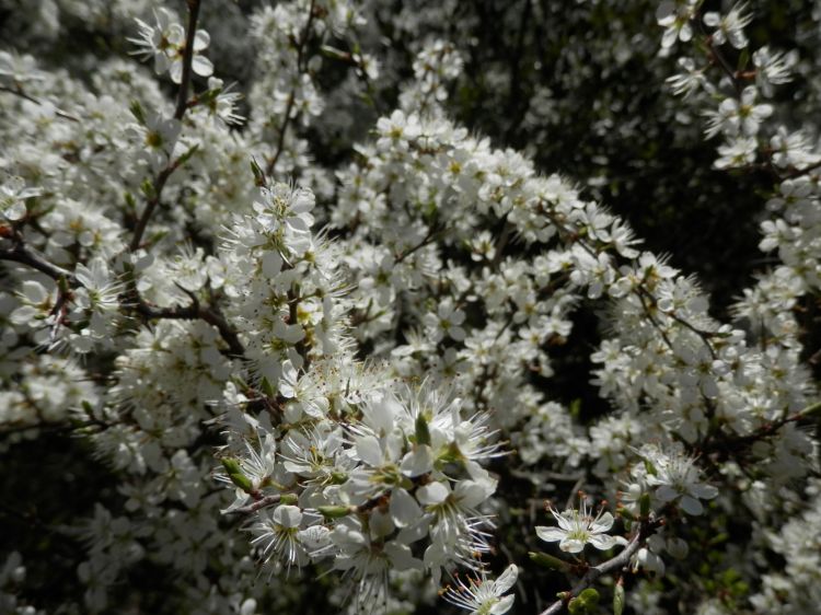 Wallpapers Nature Flowers Fleurs d'aubepines