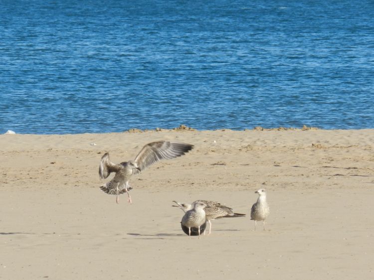 Fonds d'cran Animaux Oiseaux - Divers Wallpaper N340528