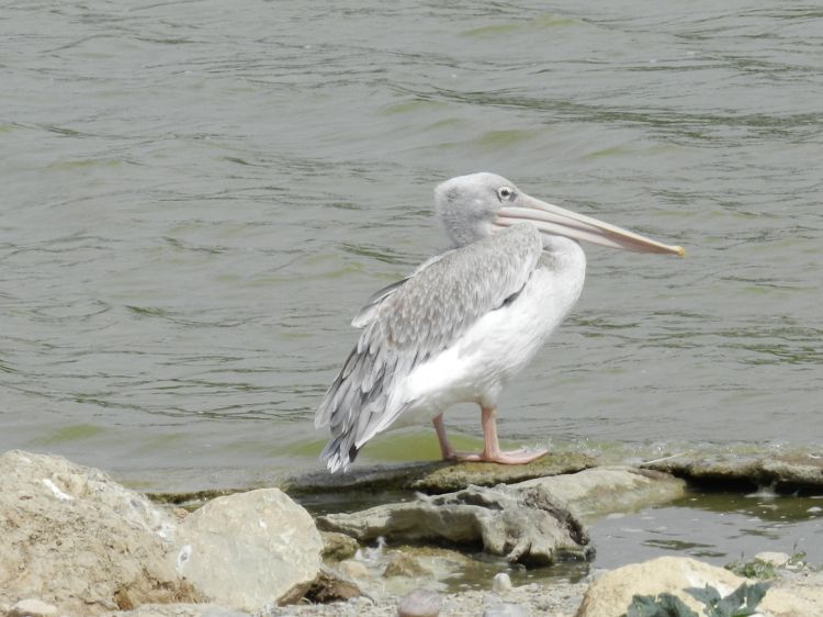 Wallpapers Animals Birds - Pelicans Wallpaper N340526