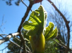  Nature bourgeons d'un  figuiers