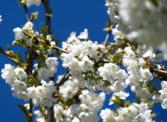  Nature  fleurs de cerisier