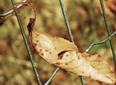  Nature Feuille morte? 