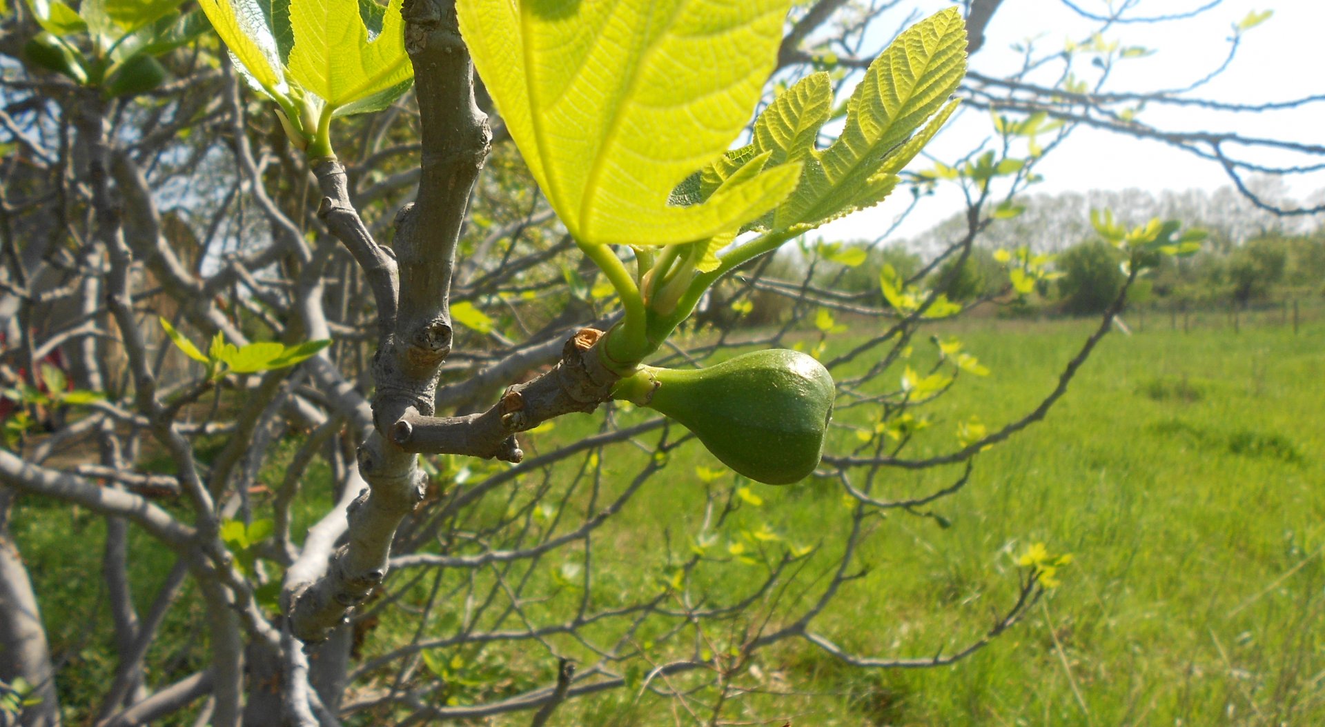 Fonds d'cran Nature Fruits Le Printemps, une saison magnifique