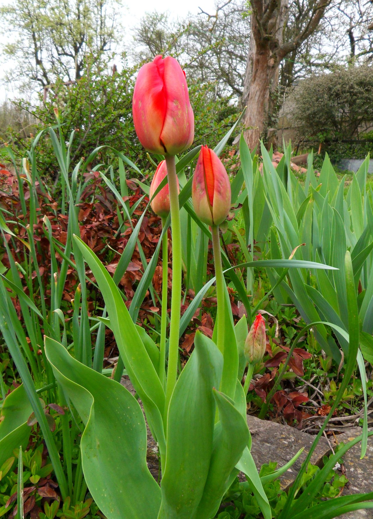 Fonds d'cran Nature Fleurs 