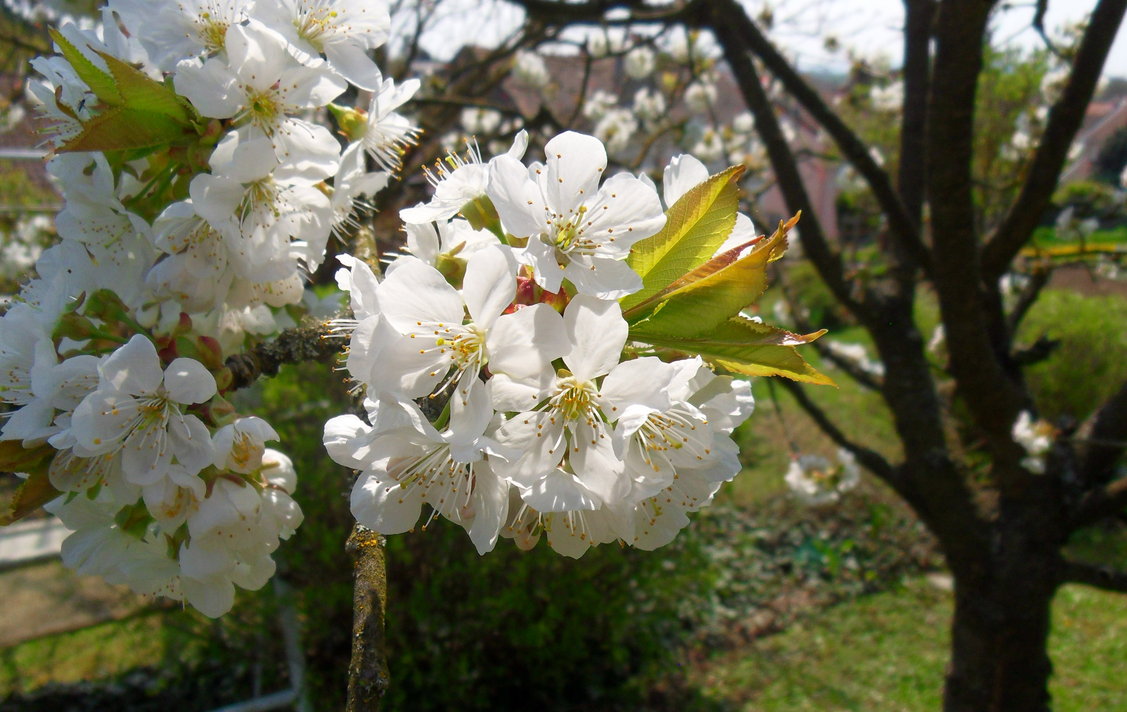 Fonds d'cran Nature Fleurs 