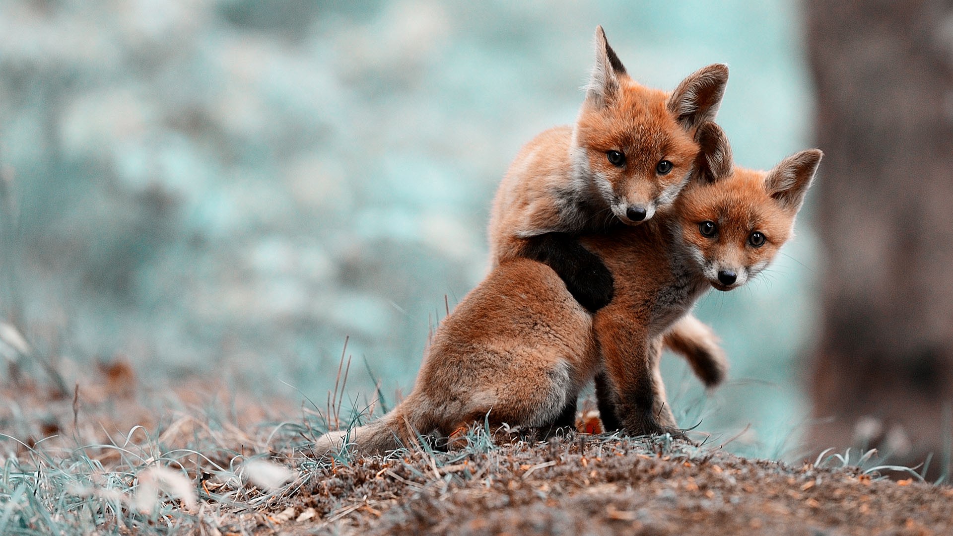 Wallpapers Animals Foxes 