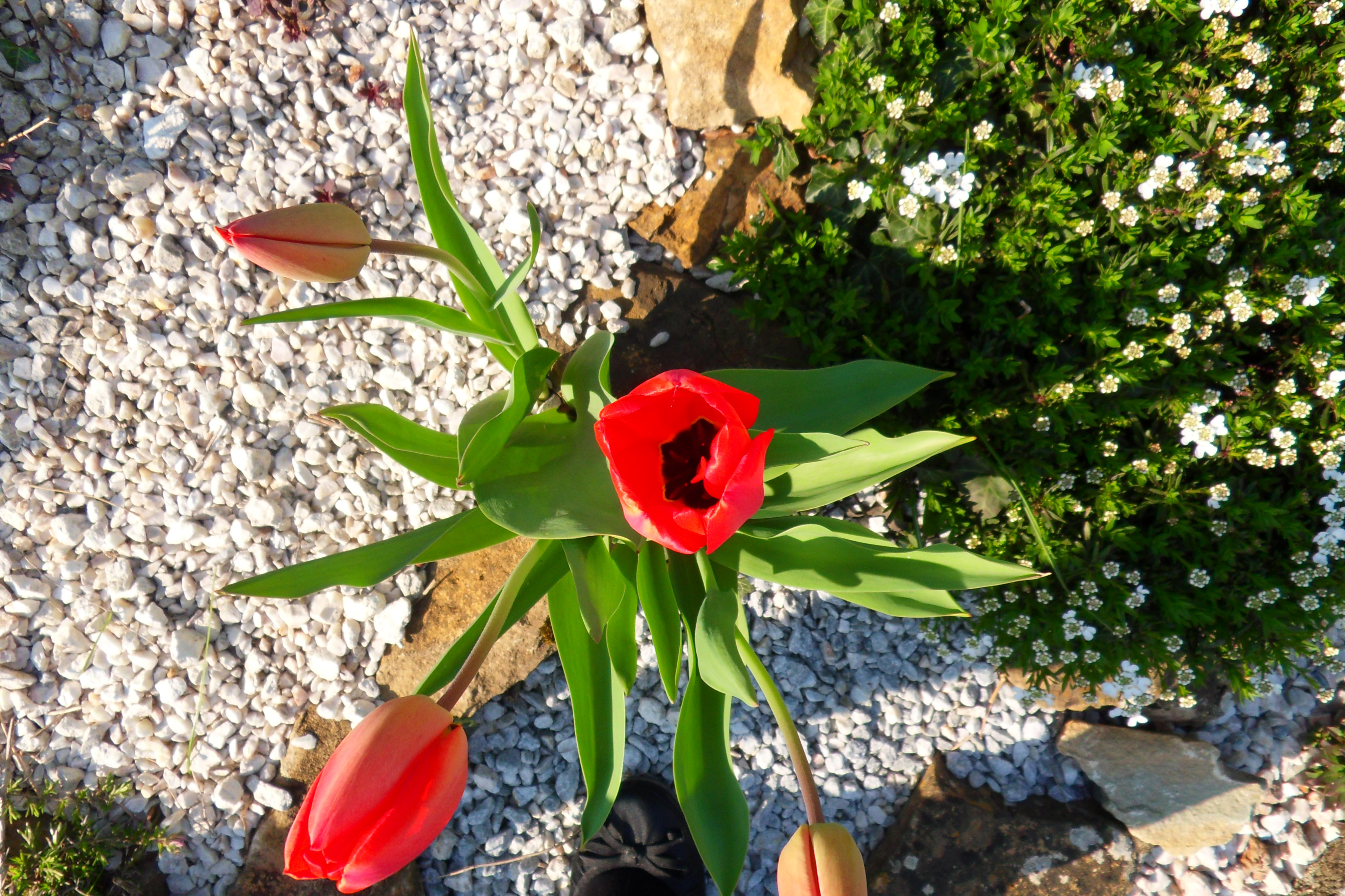 Fonds d'cran Nature Fleurs 