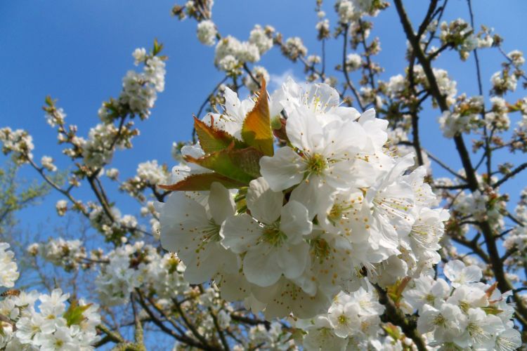 Fonds d'cran Nature Fleurs La nature explose....