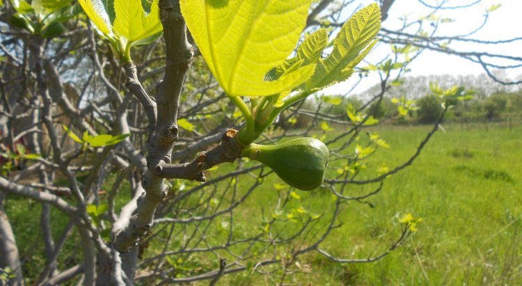 Wallpapers Nature Fruits Le Printemps, une saison magnifique