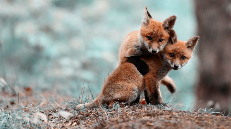 Wallpapers Animals Foxes Wallpaper N340610