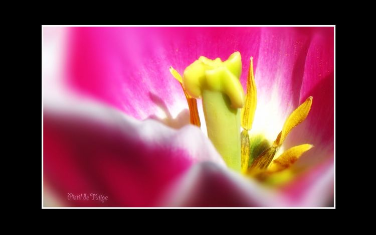 Fonds d'cran Nature Fleurs Pistil de Tulipe