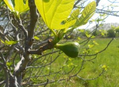  Nature Le Printemps, une saison magnifique