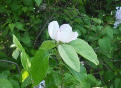  Nature Le Printemps, une saison magnifique