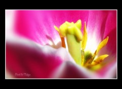  Nature Pistil de Tulipe