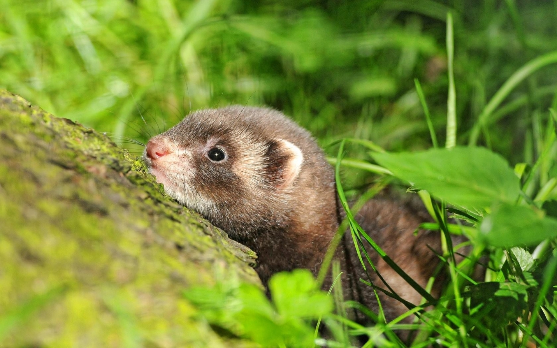 Fonds d'cran Animaux Furets 