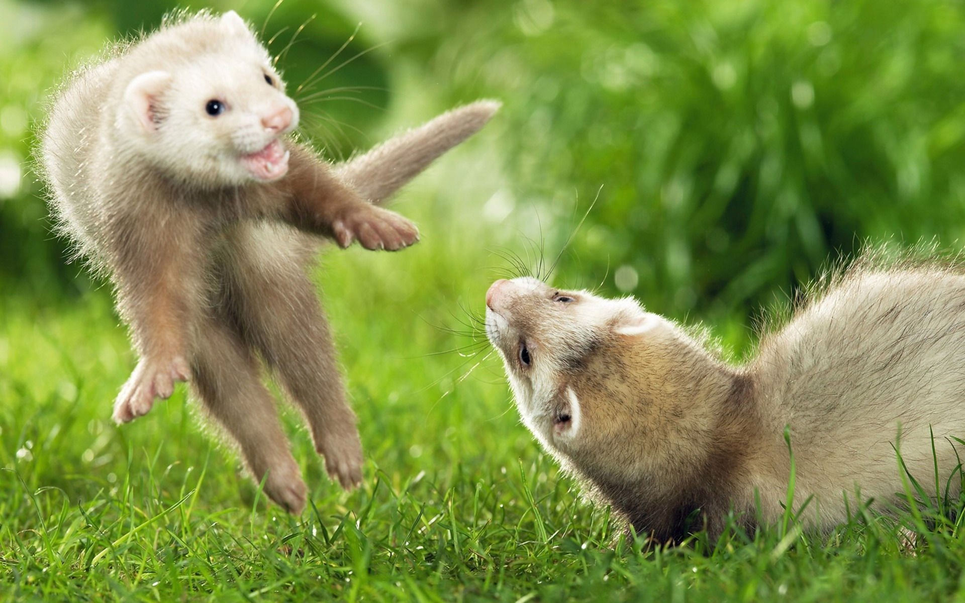 Wallpapers Animals Ferrets 