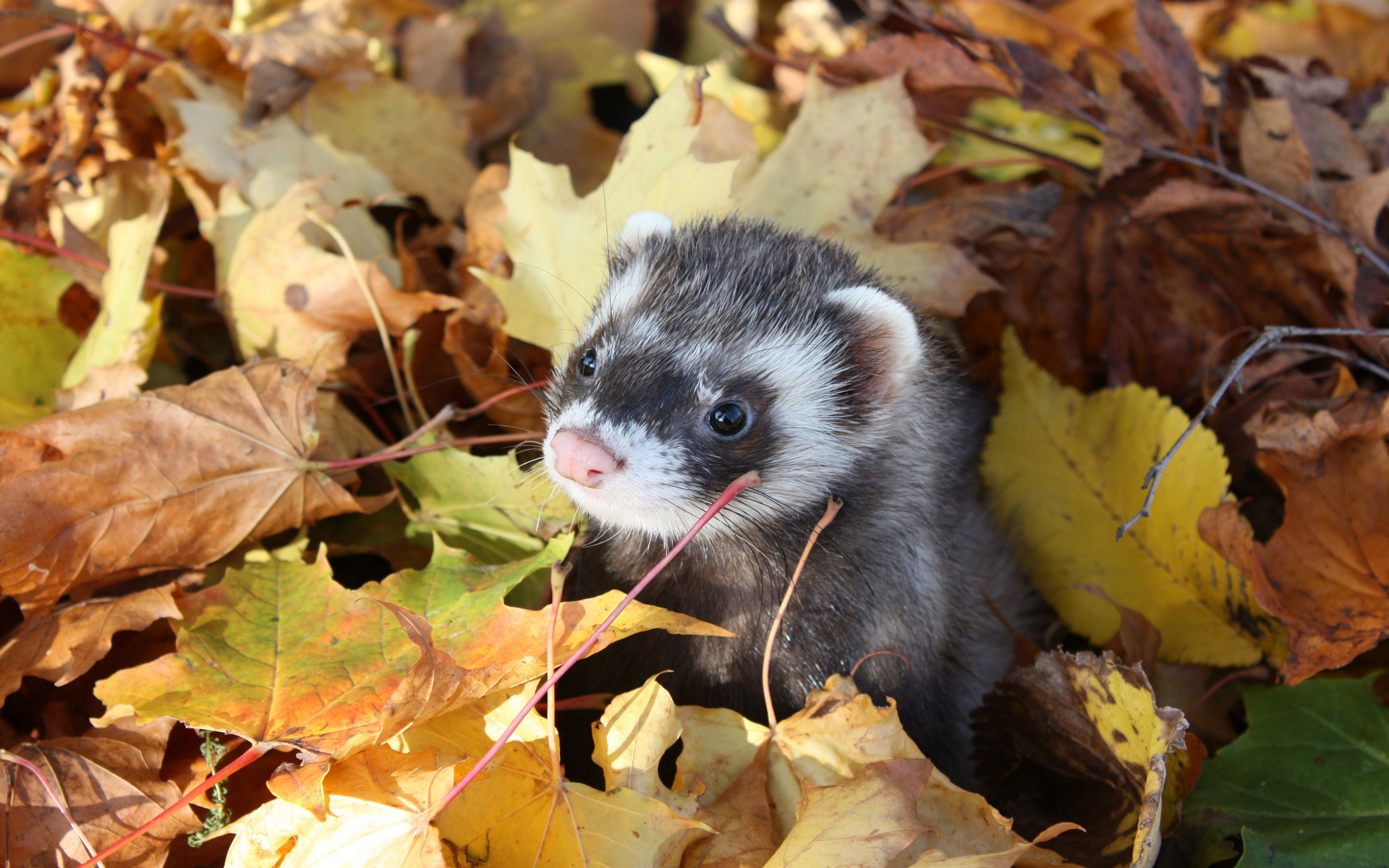 Fonds d'cran Animaux Furets 