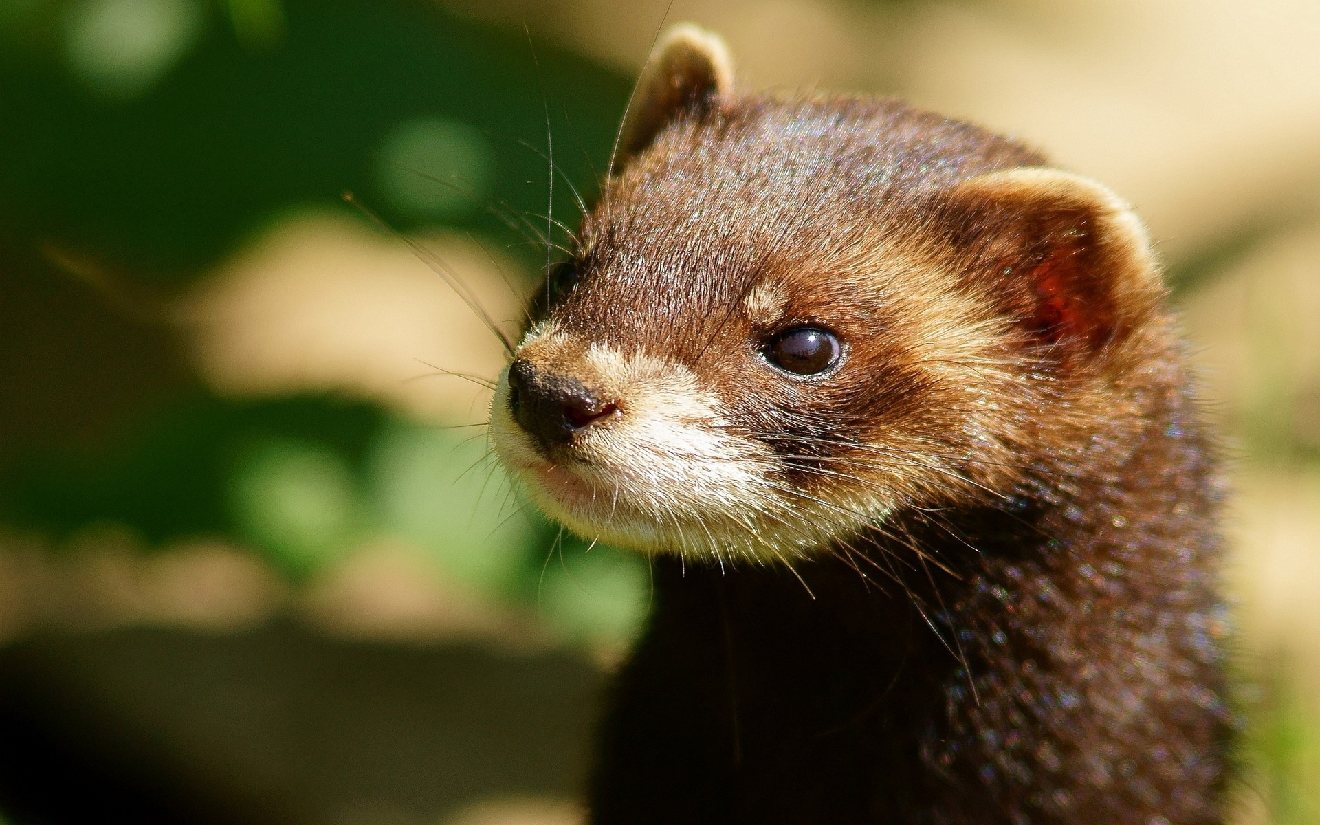 Fonds d'cran Animaux Furets 