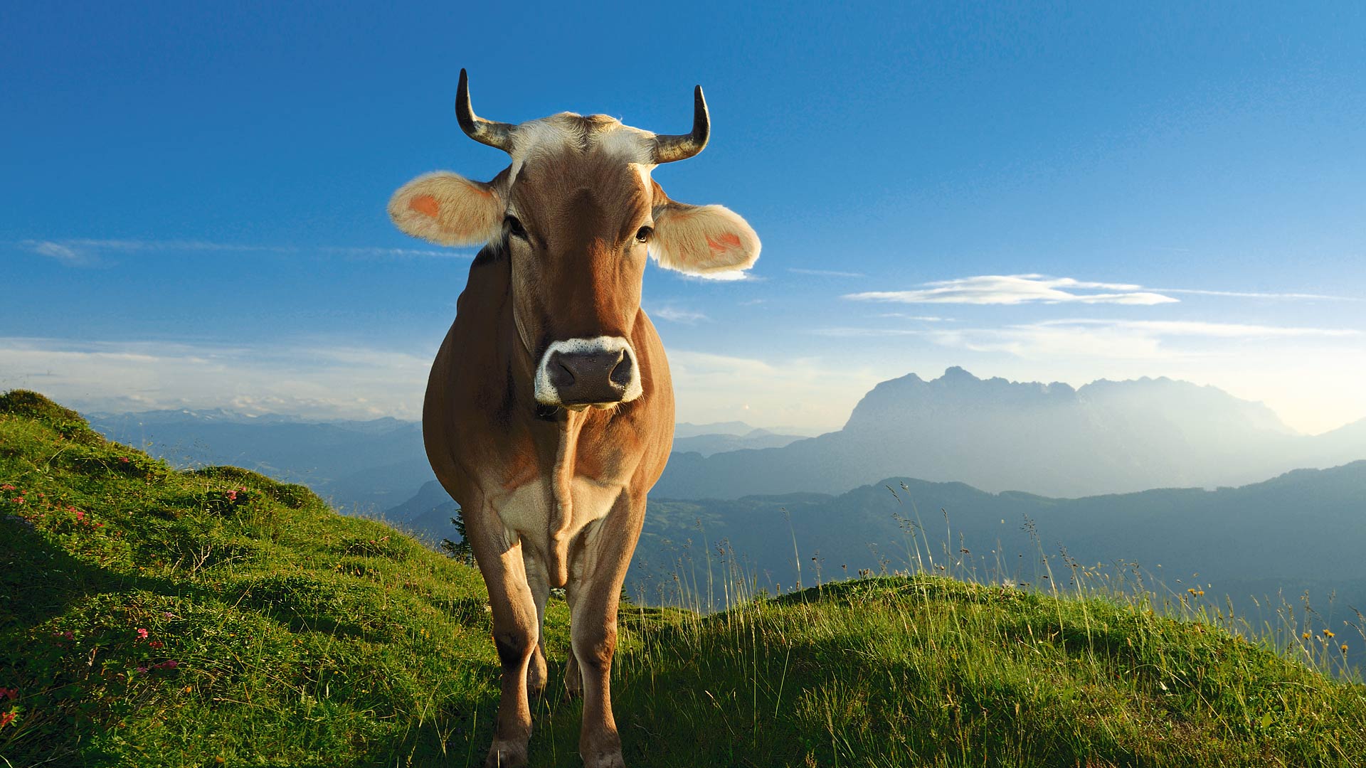 Fonds d'cran Animaux Vaches - Taureaux - Boeufs 