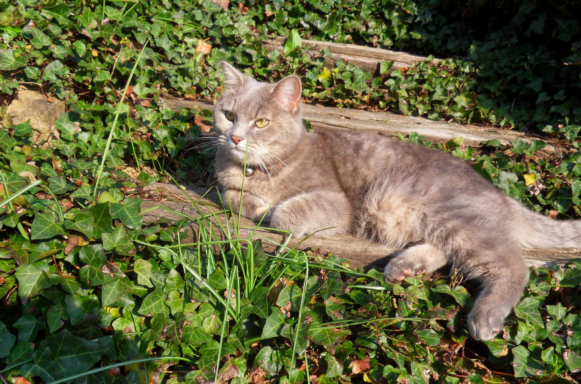 Fonds d'cran Animaux Chats - Chatons 