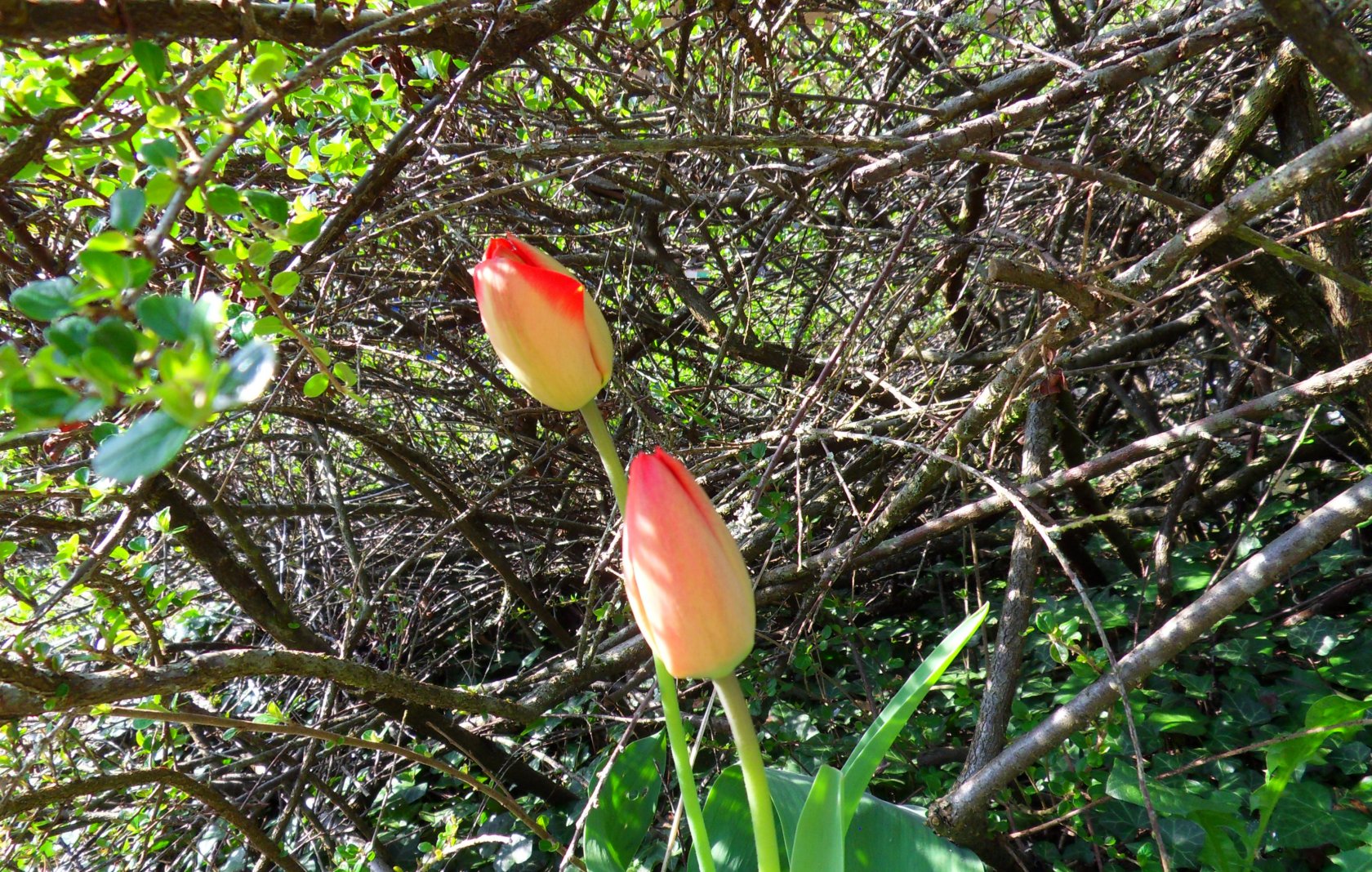 Fonds d'cran Nature Fleurs 