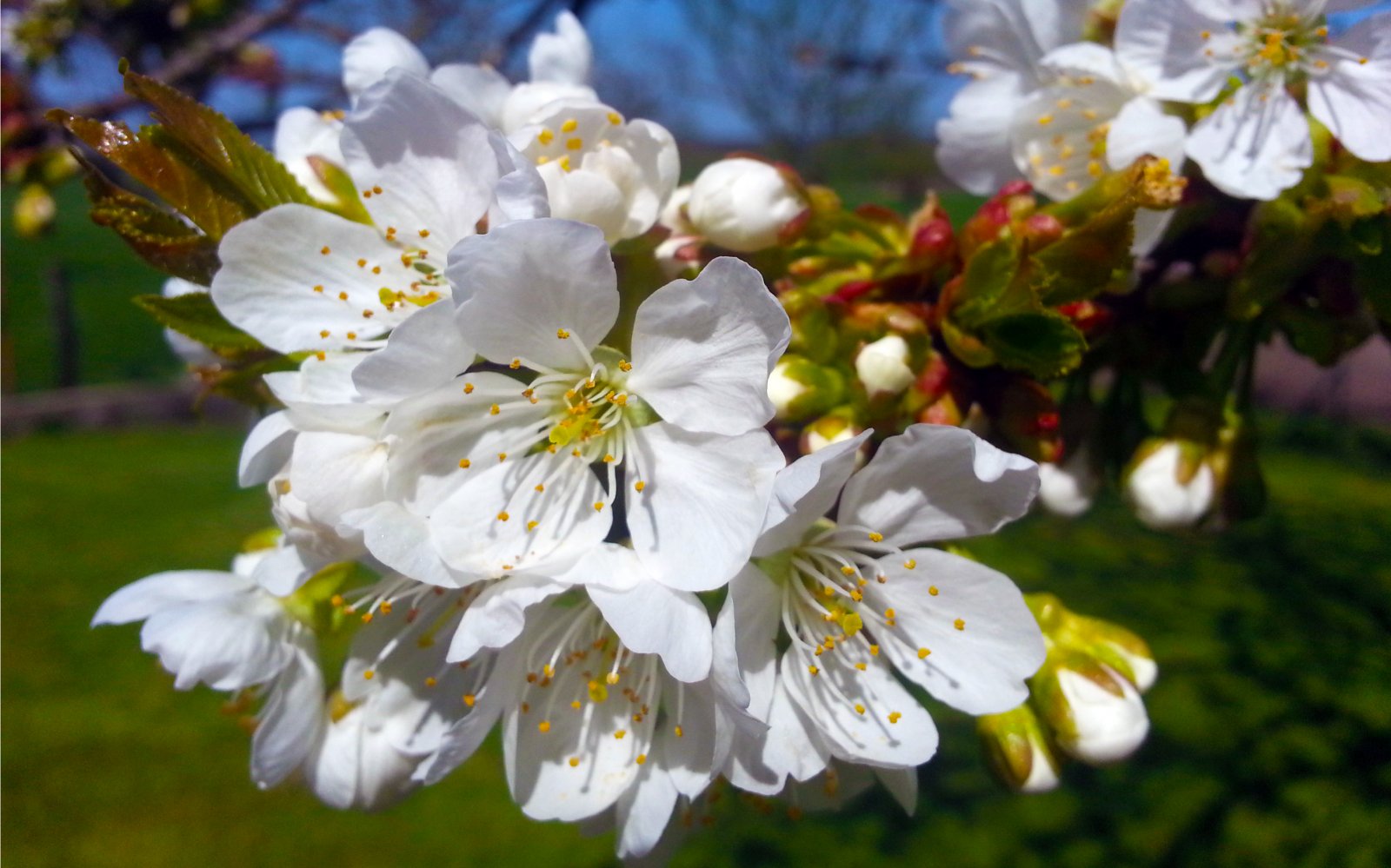 Wallpapers Nature Flowers Fleurs de cerisier