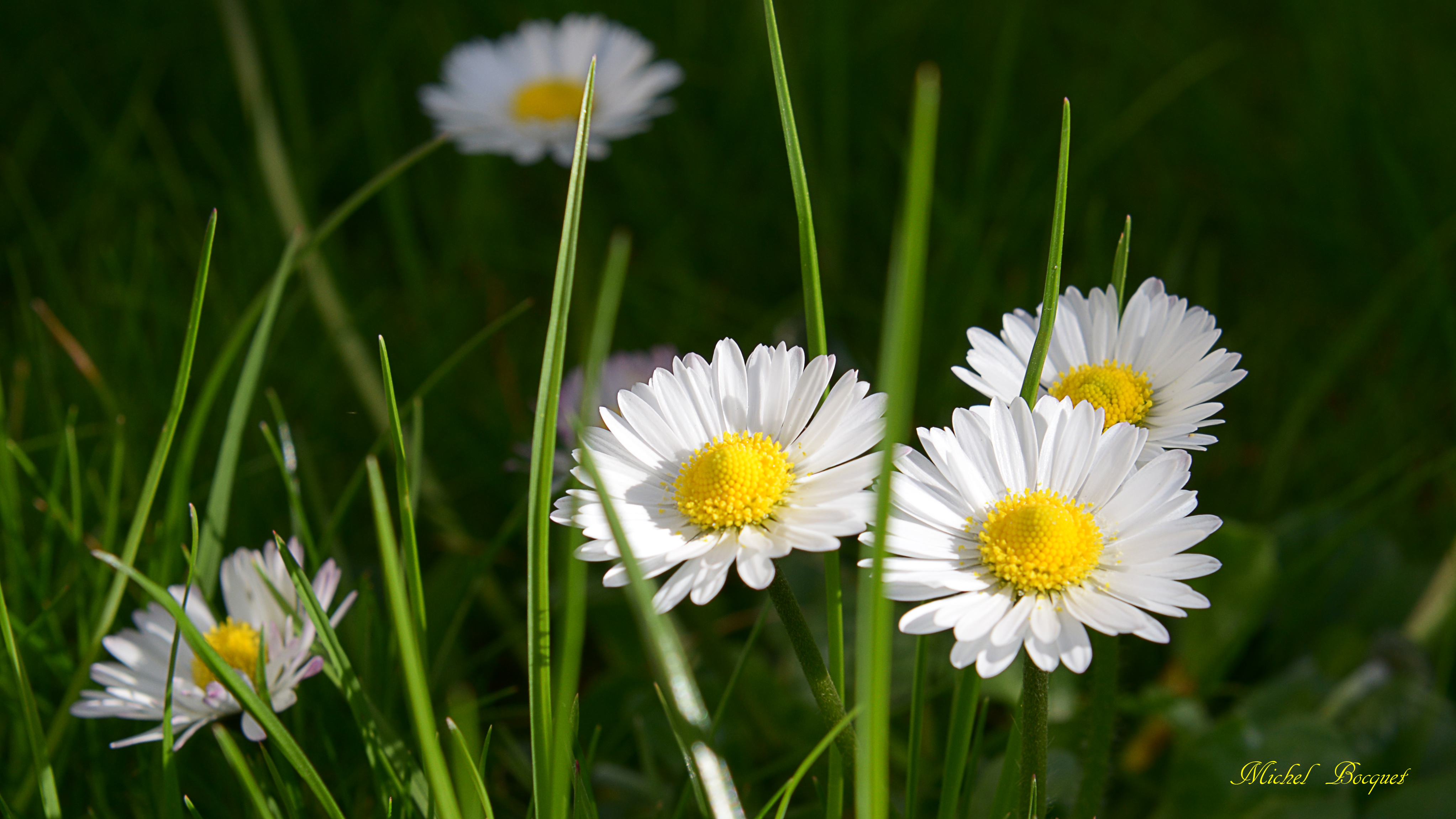 Wallpapers Nature Flowers Marguerite