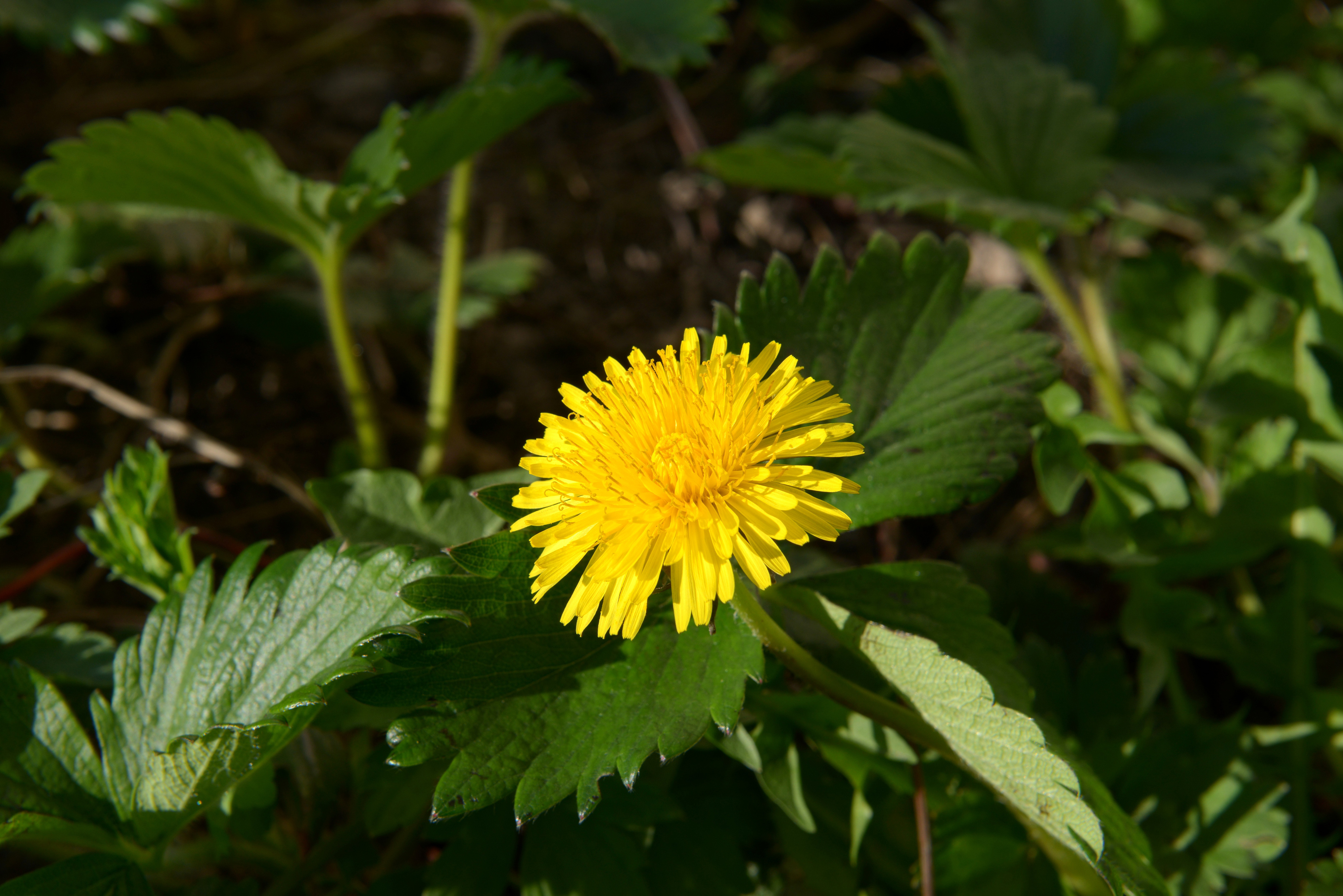 Fonds d'cran Nature Fleurs Pissenlit