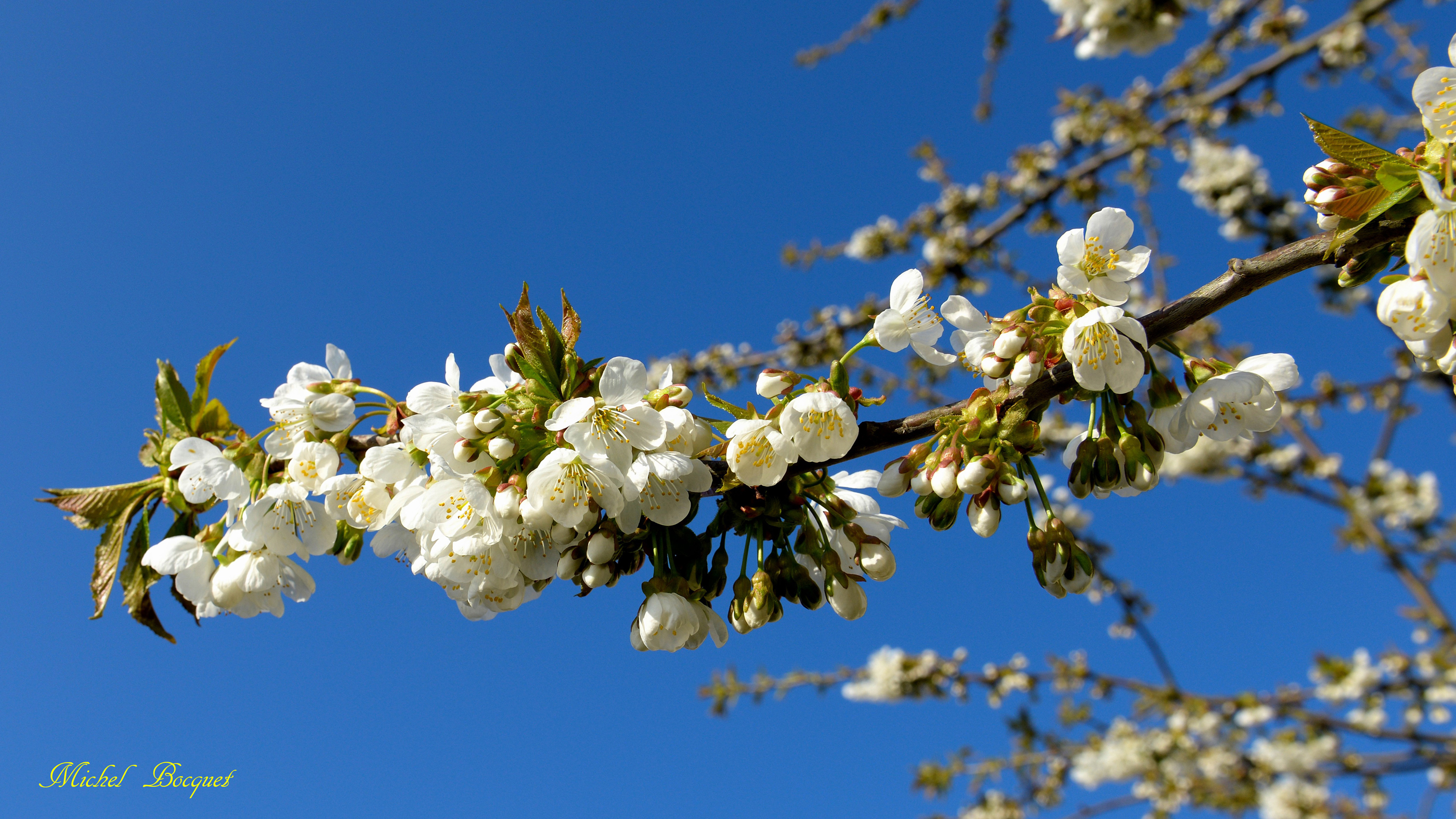 Fonds d'cran Nature Fleurs Fleurs de cerisier