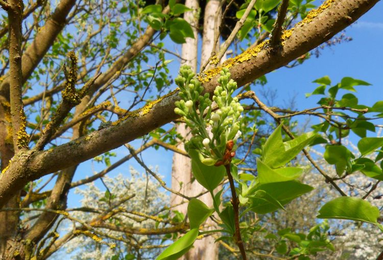 Fonds d'cran Nature Saisons - Printemps Wallpaper N340847