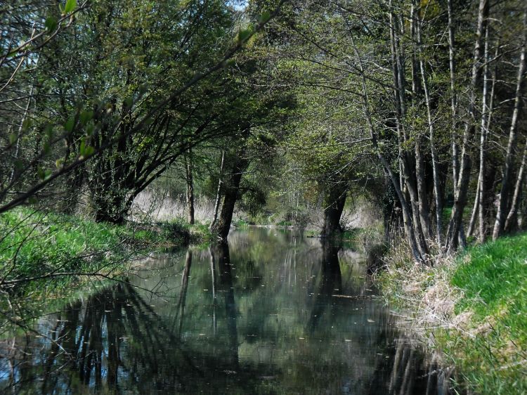 Fonds d'cran Nature Fleuves - Rivires - Torrents Marais de sissonne