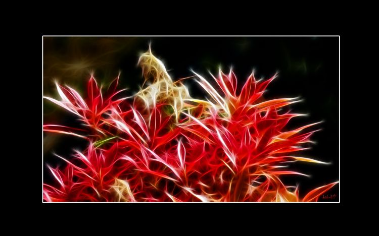 Fonds d'cran Art - Numrique Nature - Fleurs plante fractal