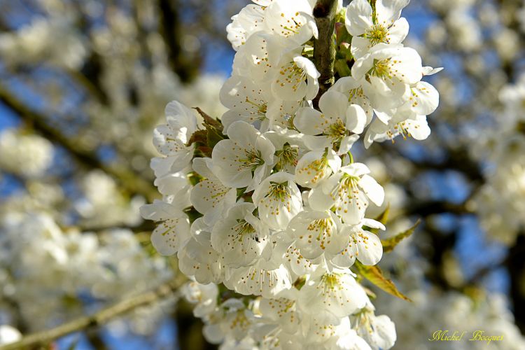 Fonds d'cran Nature Fleurs Fleurs de cerisier