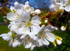  Nature Fleurs de cerisier