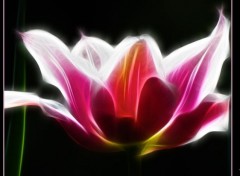  Art - Numrique Fractal tulipe