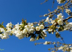  Nature Fleurs de cerisier