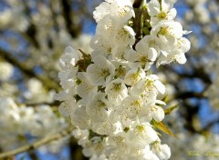  Nature Fleurs de cerisier