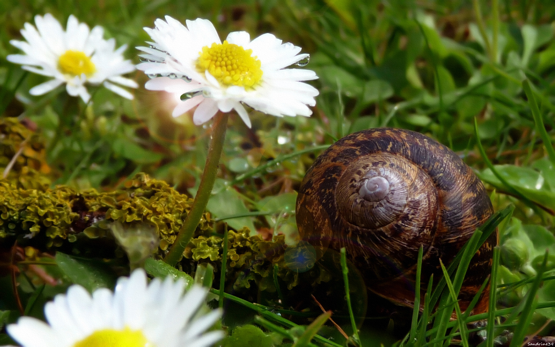 Wallpapers Animals Snails - Slugs 