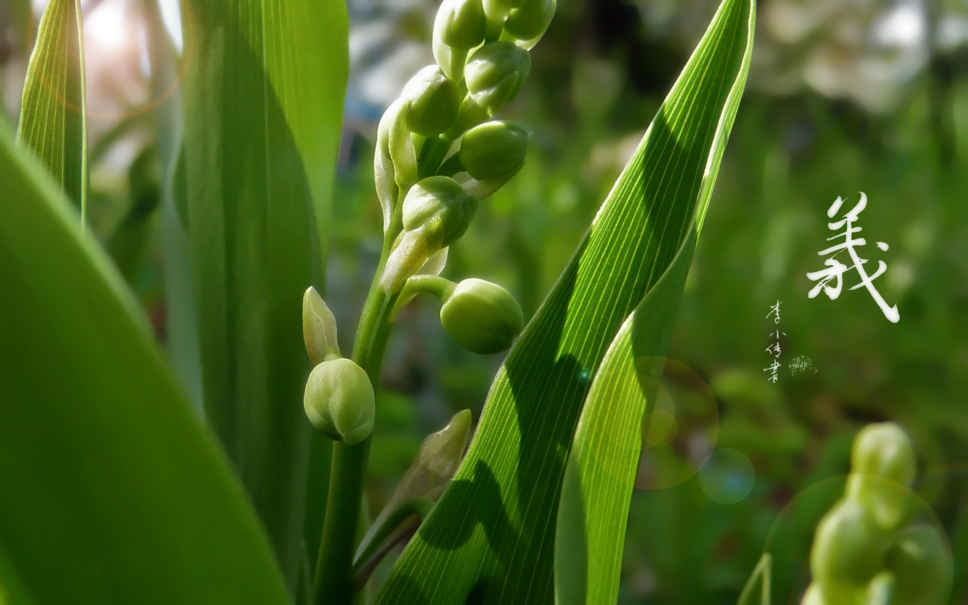 Fonds d'cran Nature Fleurs 