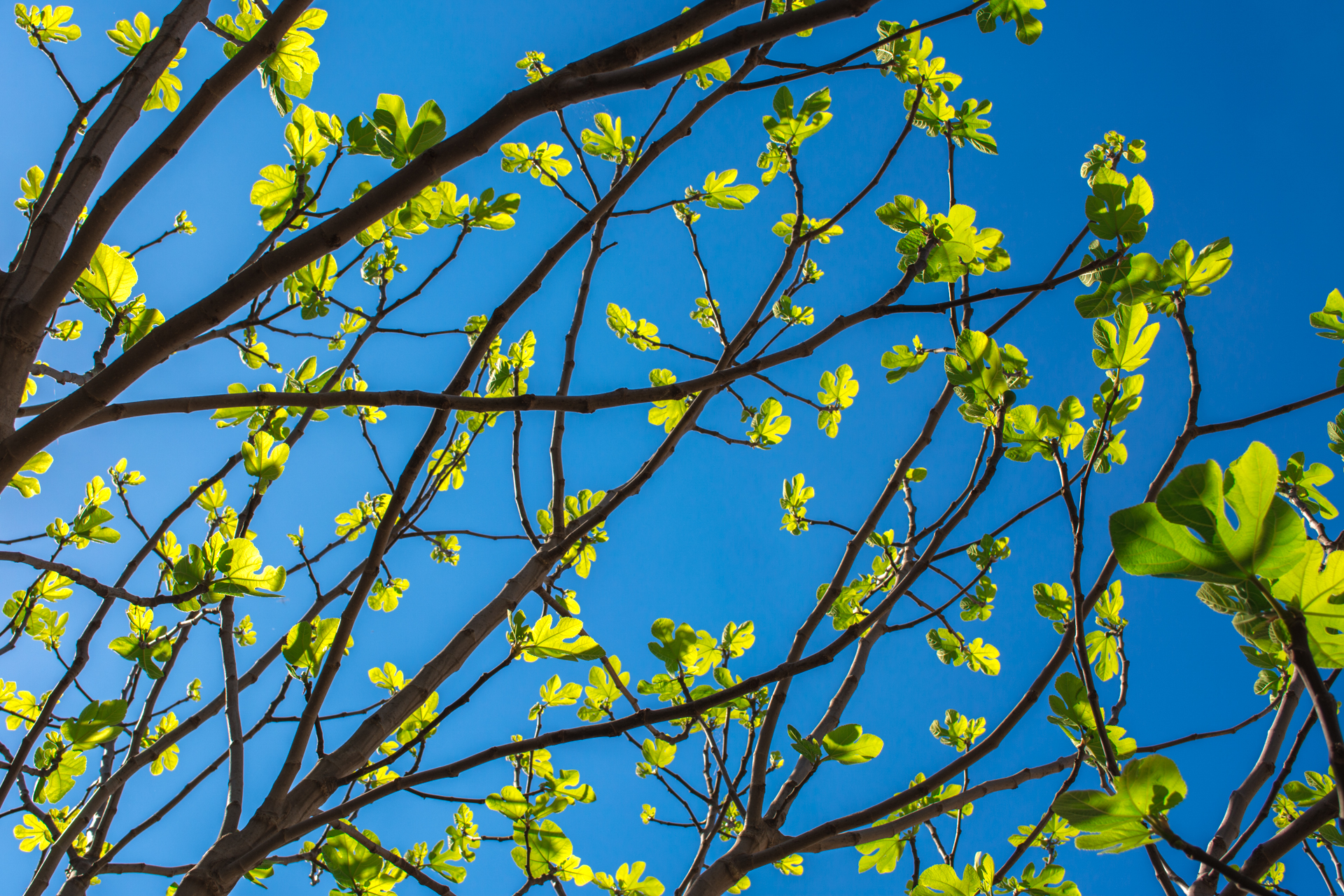 Wallpapers Nature Trees - Forests Fini les bourgeons, place aux feuilles !