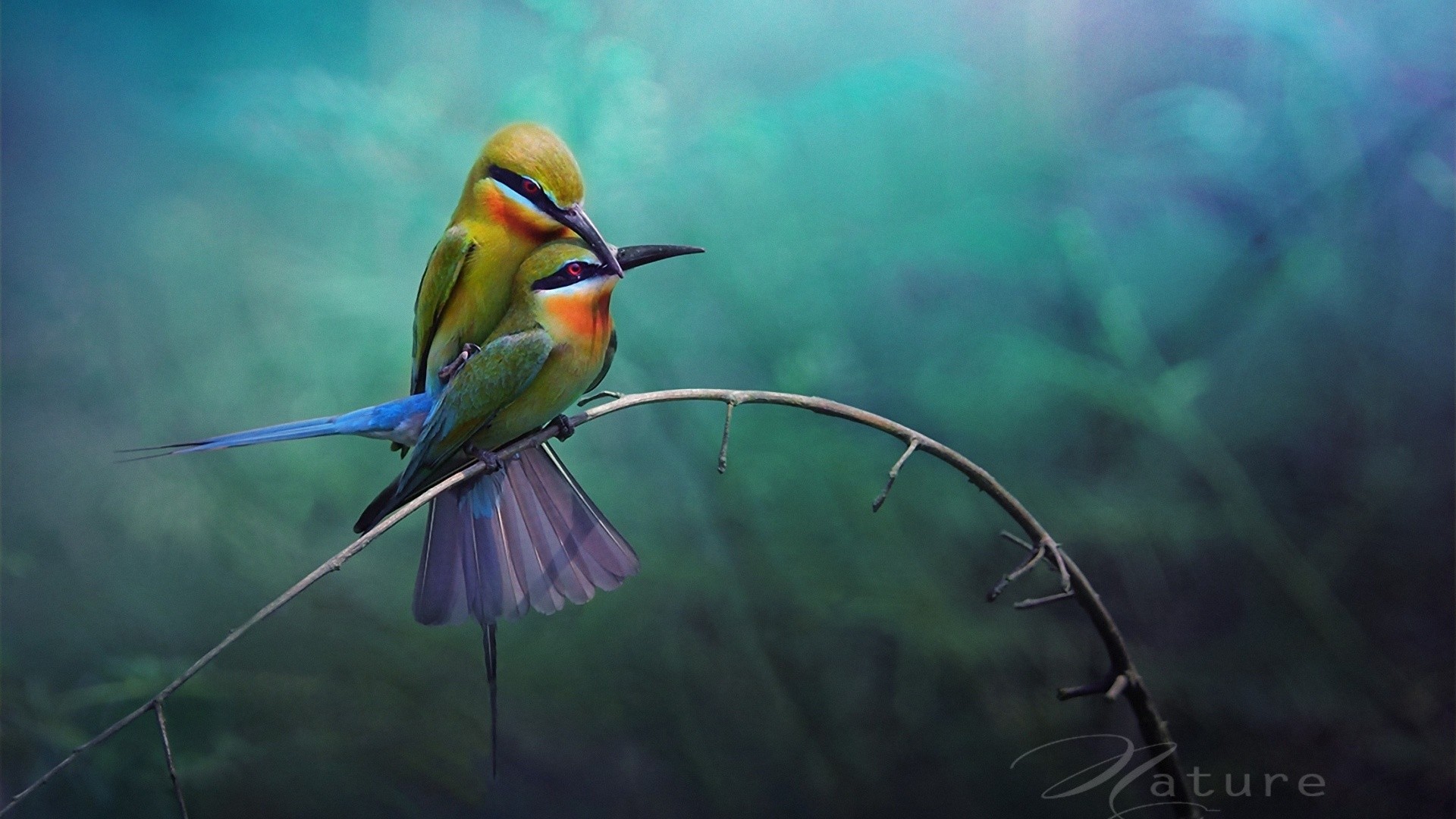 Wallpapers Animals Birds - Bee-eater 