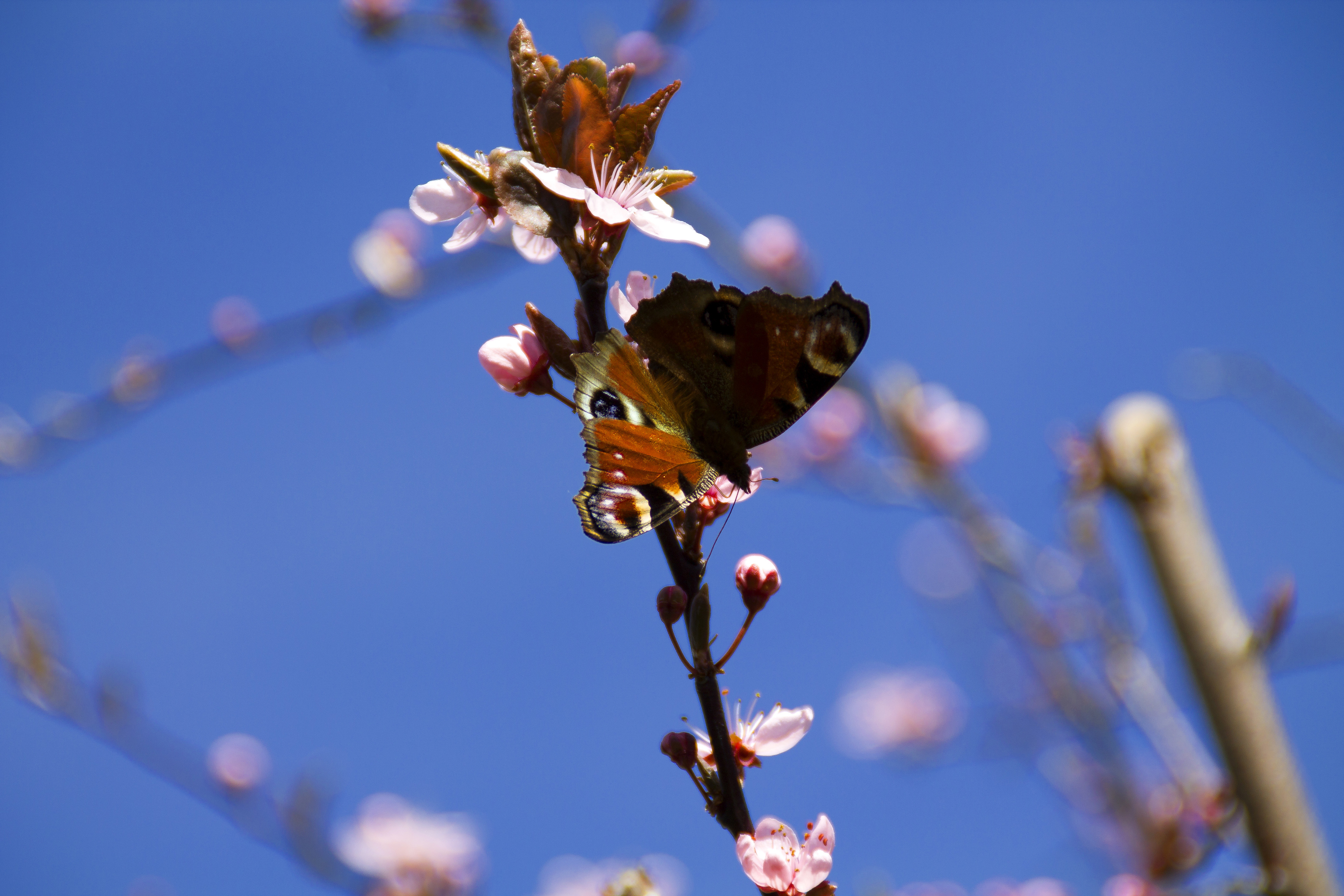 Wallpapers Animals Insects - Butterflies Paon du jour