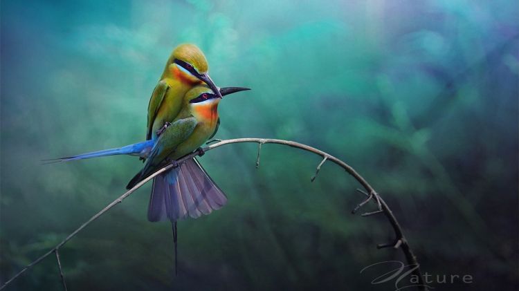 Wallpapers Animals Birds - Bee-eater Wallpaper N340925