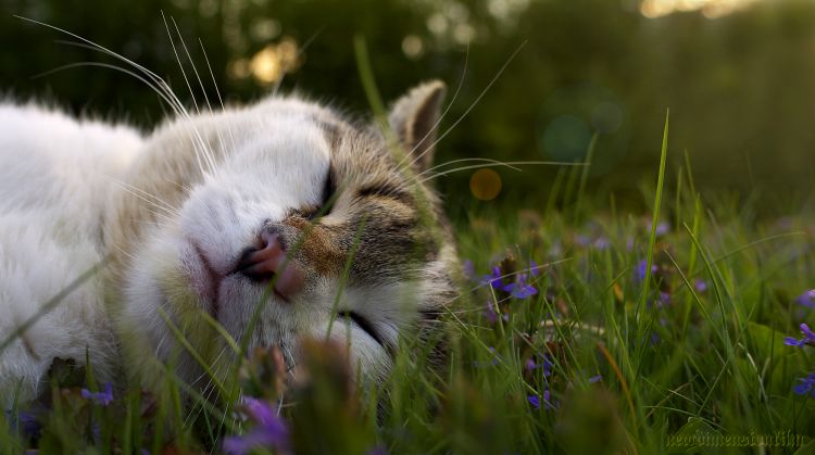 Fonds d'cran Animaux Chats - Chatons Rêves d'une souris.