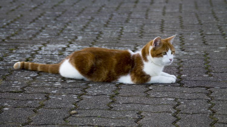 Fonds d'cran Animaux Chats - Chatons Chat