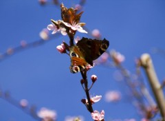  Animaux Paon du jour