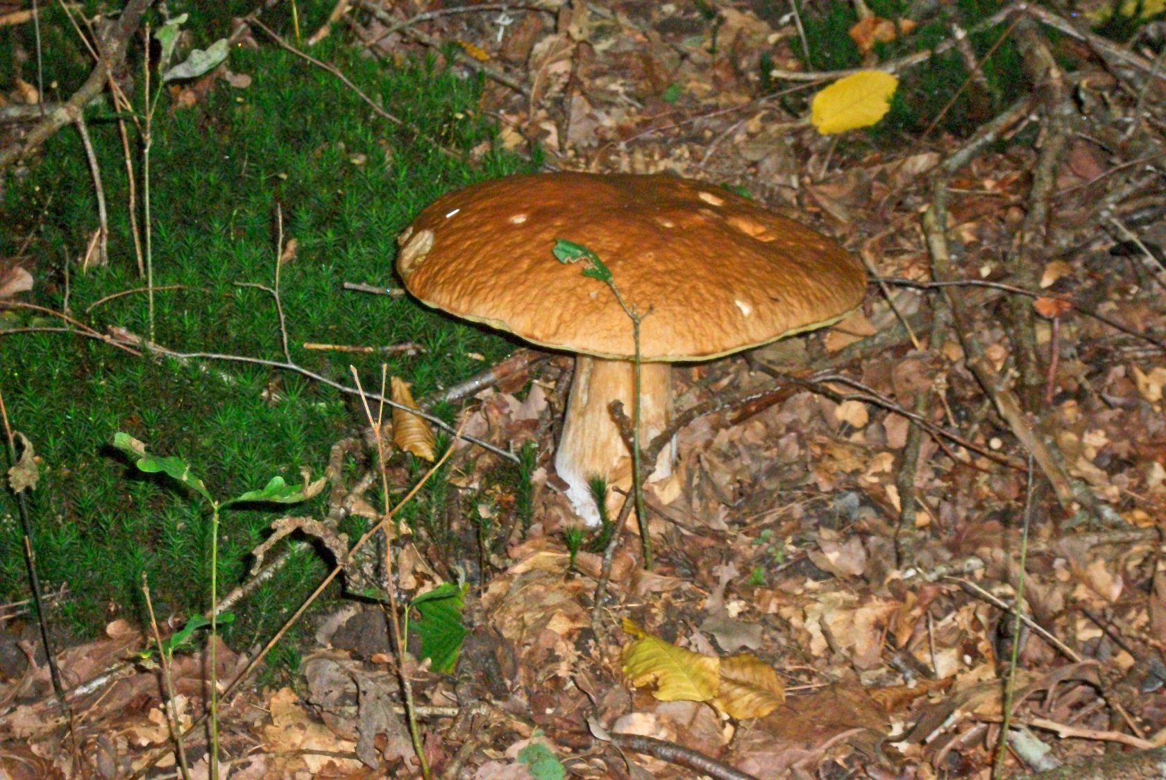 Fonds d'cran Nature Champignons 