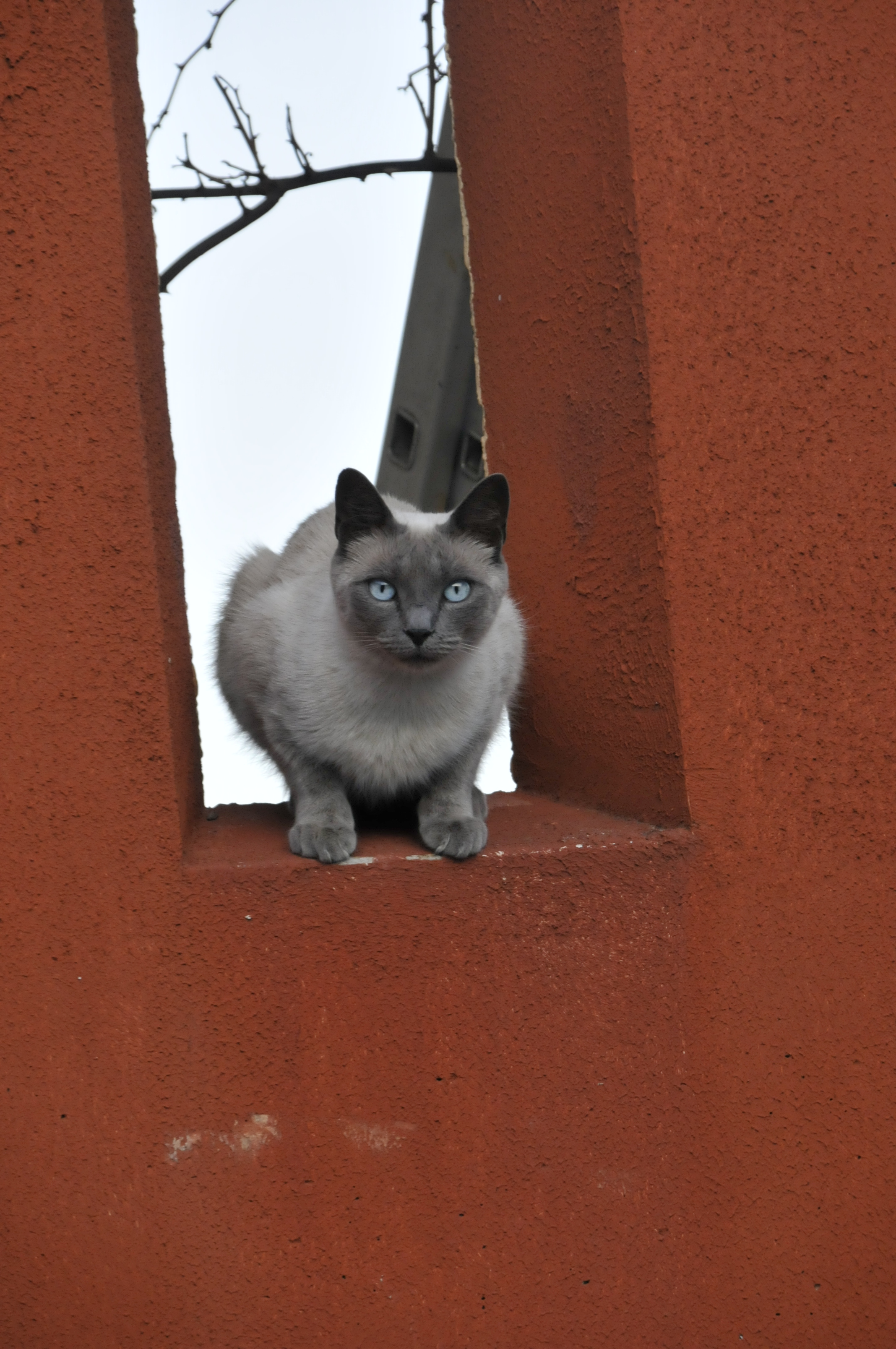 Fonds d'cran Animaux Chats - Chatons Chat cha cha