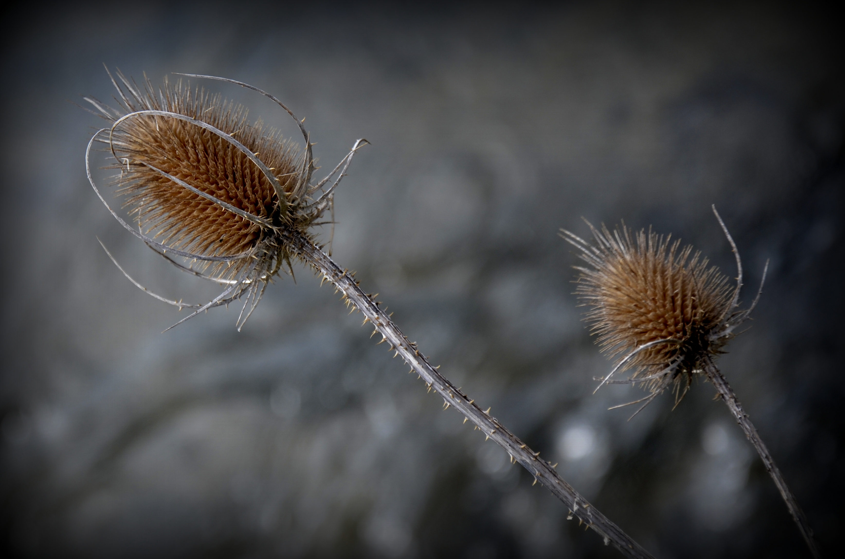 Fonds d'cran Nature Fleurs 