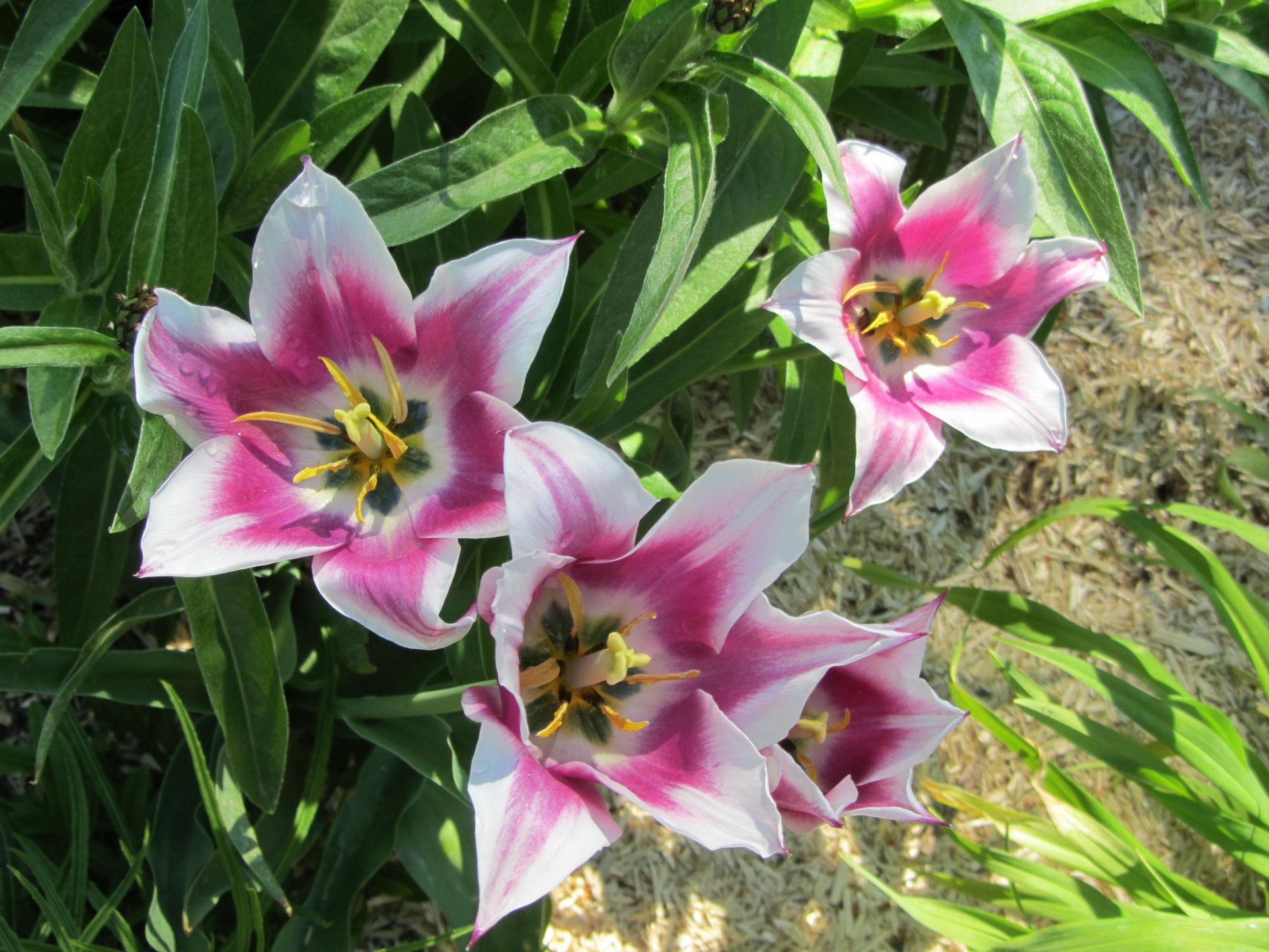 Fonds d'cran Nature Fleurs 